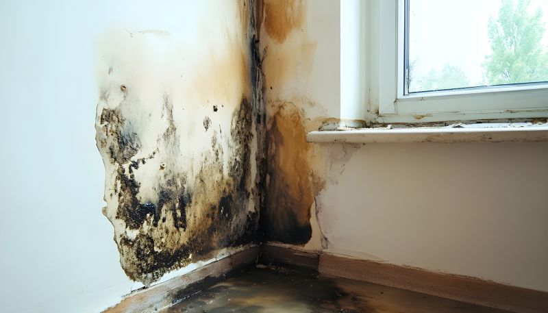Black Mold Remediation in West Palm Beach, FL