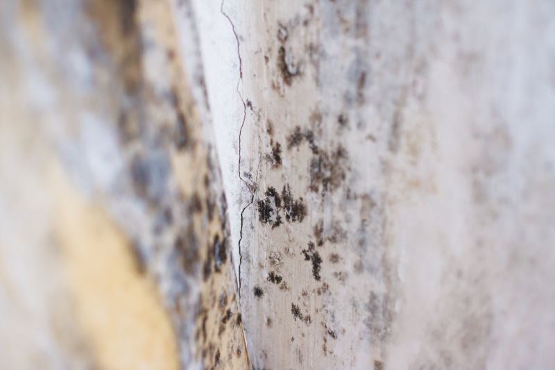 Black Mold Remediation in West Palm Beach, FL