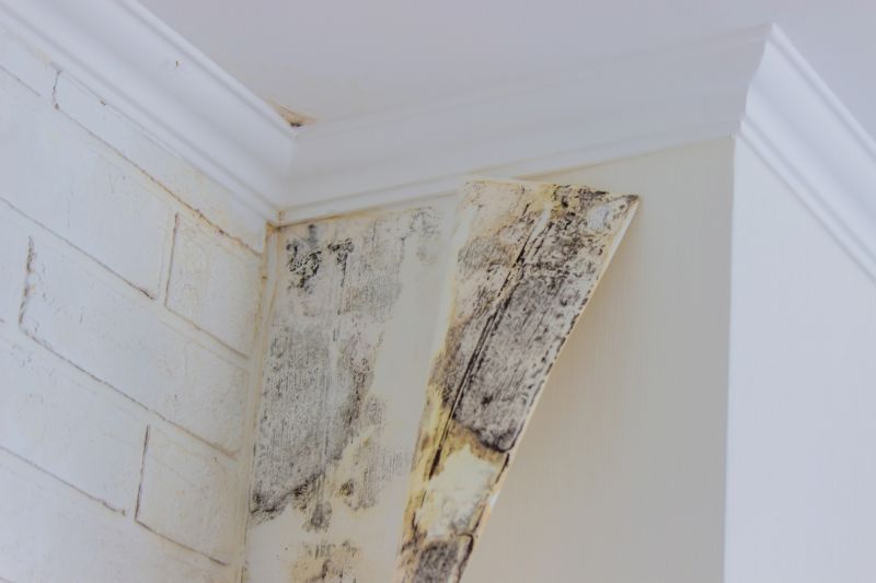 Ceiling Mold Removal in Boca Raton, FL