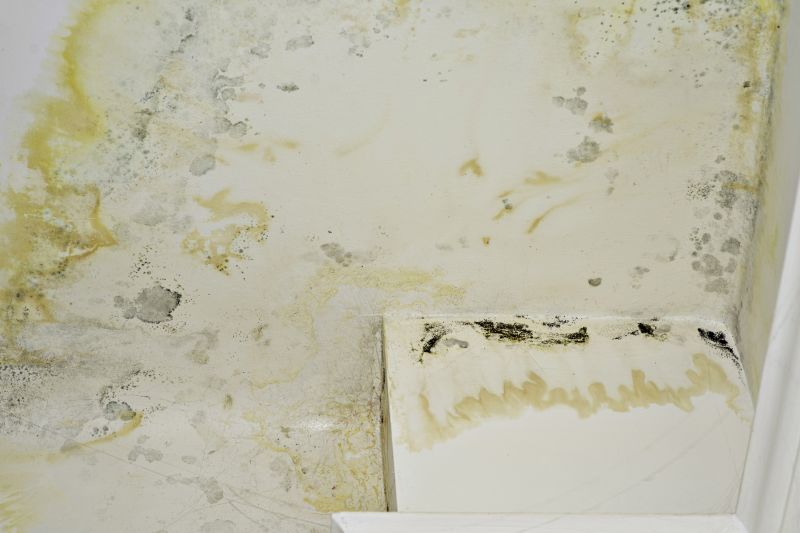 Ceiling Mold Removal in Bergen County, NJ