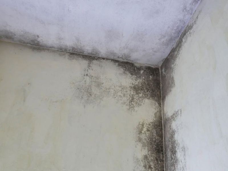 Ceiling Mold Removal in Fort Worth, TX