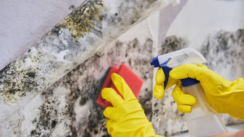 Mold Cleanup Service in Bergen County, NJ